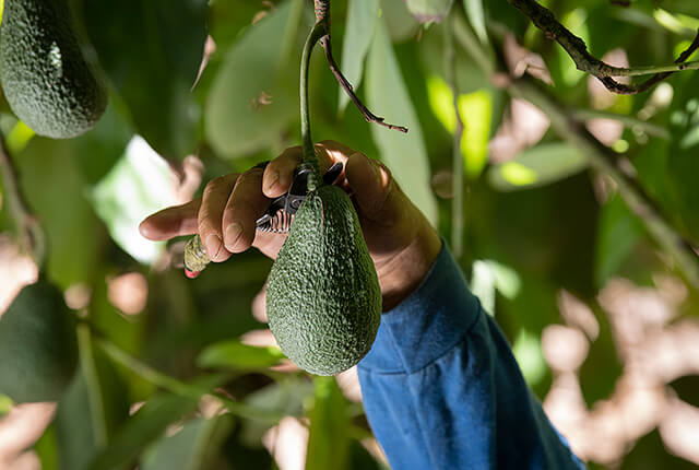 An image of a hand picking an avocado from a tree.