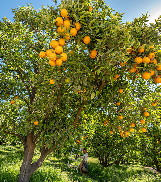An image of orange trees with oranges.